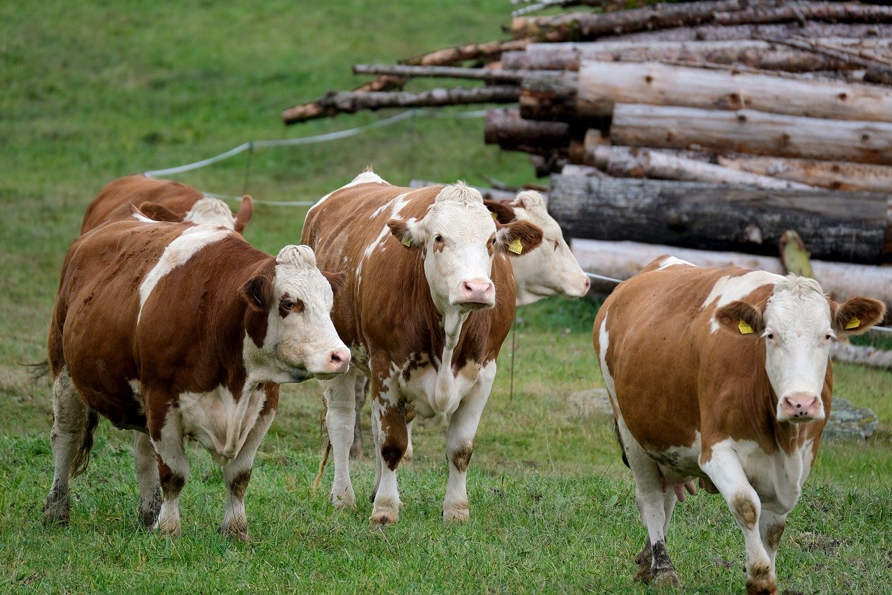 Czy warto stosować młóto w żywieniu zwierząt hodowlanych?