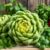 Romanesco – właściwości, wartości odżywcze i kulinarne zastosowania