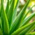Aloes – właściwości, zastosowania i domowe kuracje z aloesem