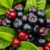 Aronia – superfood: właściwości, zdrowotne zastosowanie i przeciwwskazania