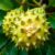 Graviola (soursop) – zdrowotne właściwości i zastosowanie w medycynie