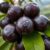 Jabuticaba – zdrowotne właściwości i zastosowanie w diecie