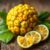 Ugli fruit – odkryj zdrowe właściwości i wartości odżywcze
